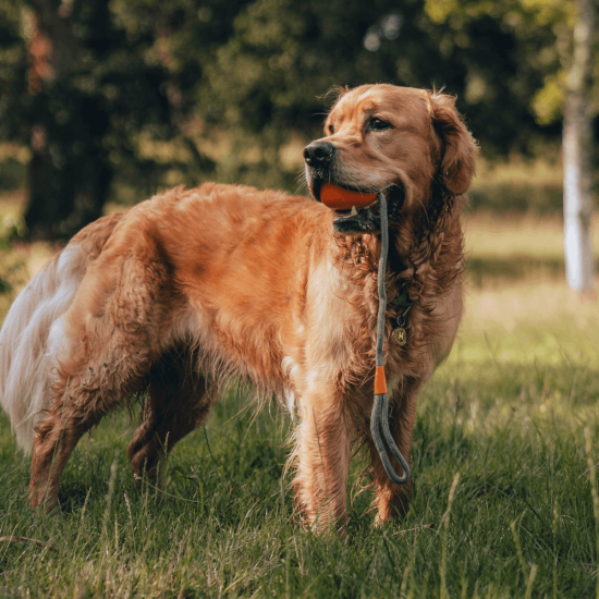 BECO Slinger Ball - Hundeball mit Seil